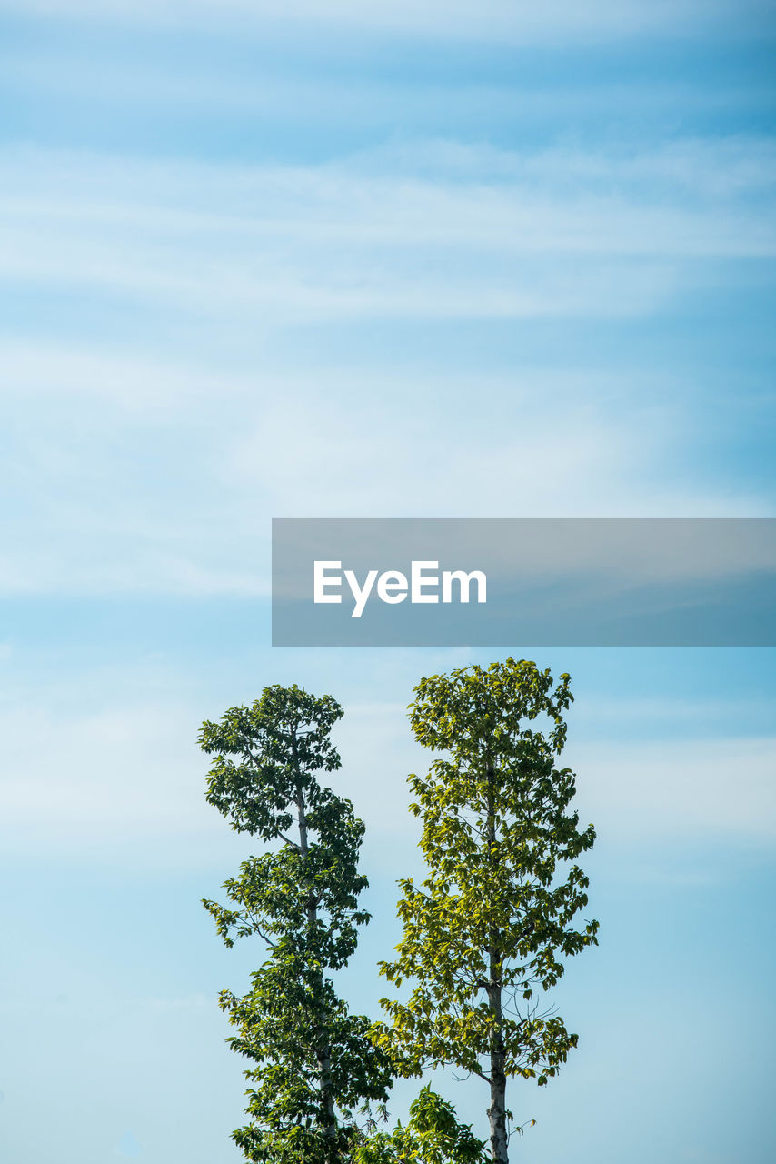 Low angle view of tree against sky