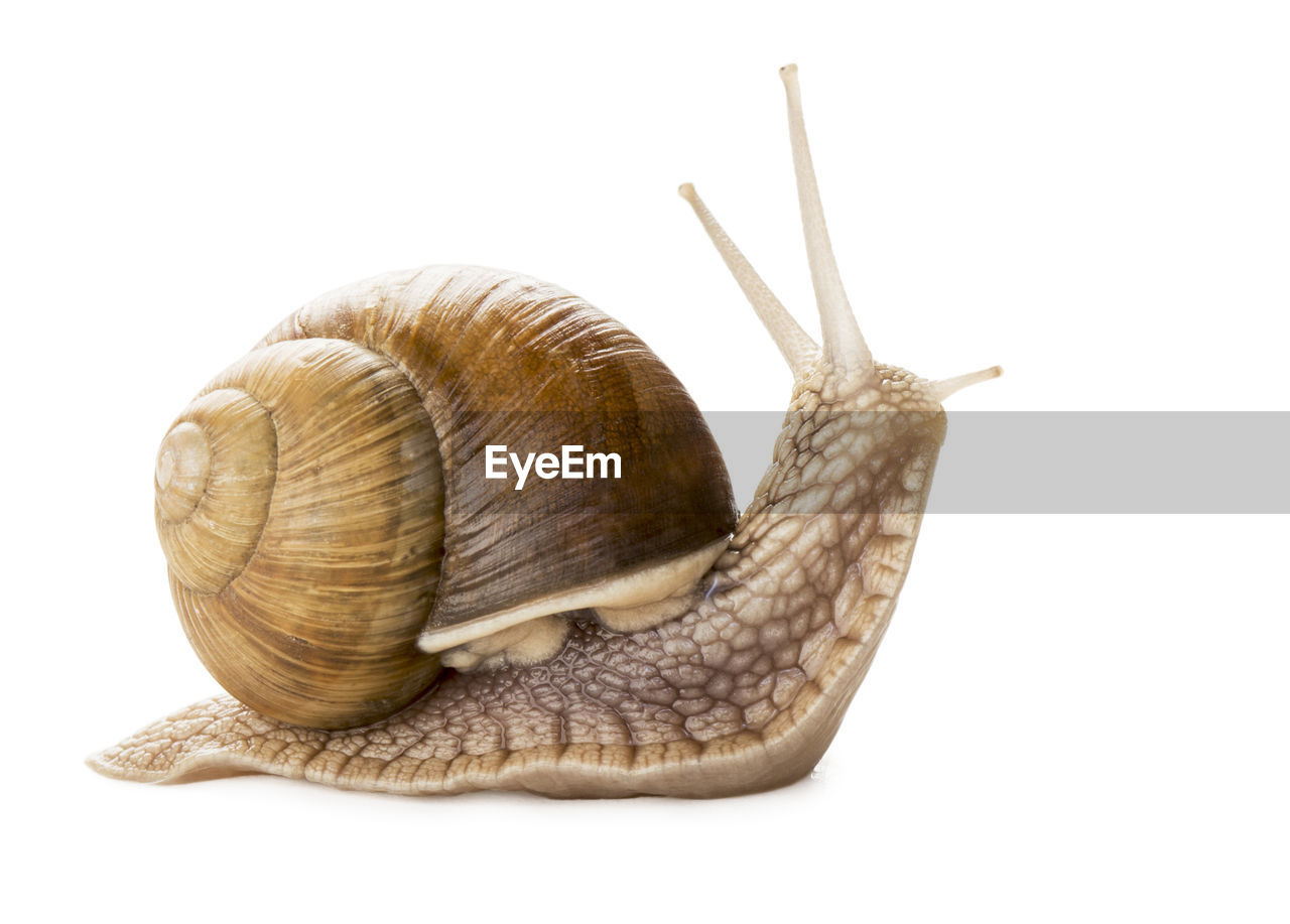 CLOSE-UP OF SNAIL ON WHITE SURFACE