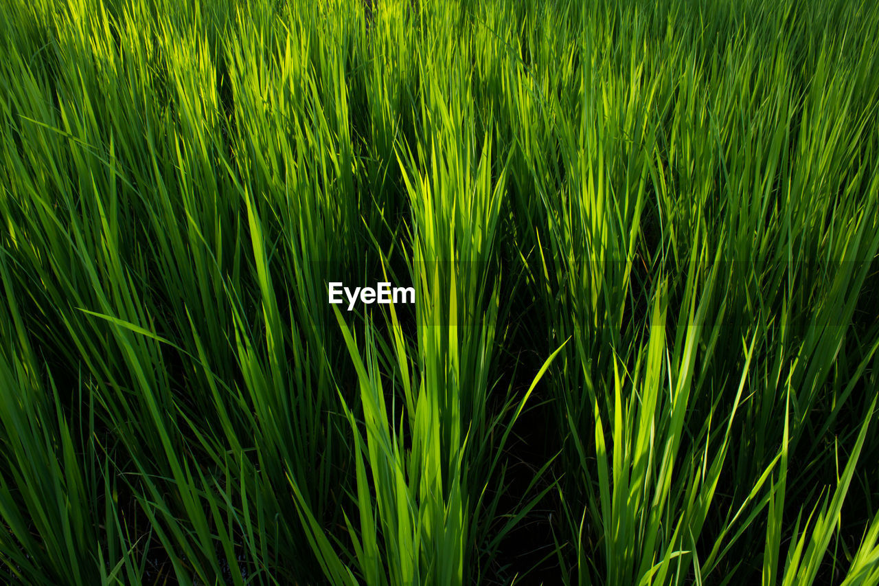 Close-up of grassy field