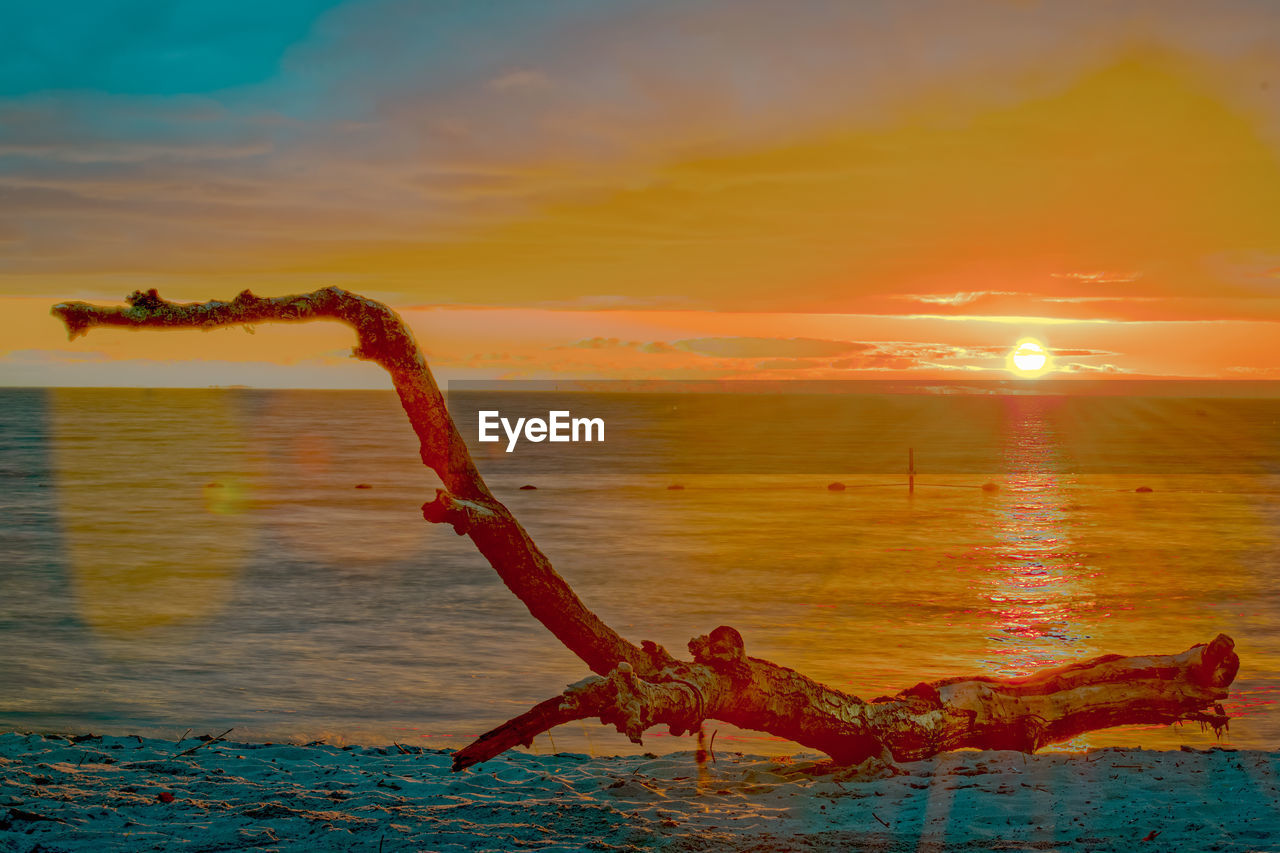 CLOSE-UP OF TREE ON BEACH AGAINST SKY DURING SUNSET