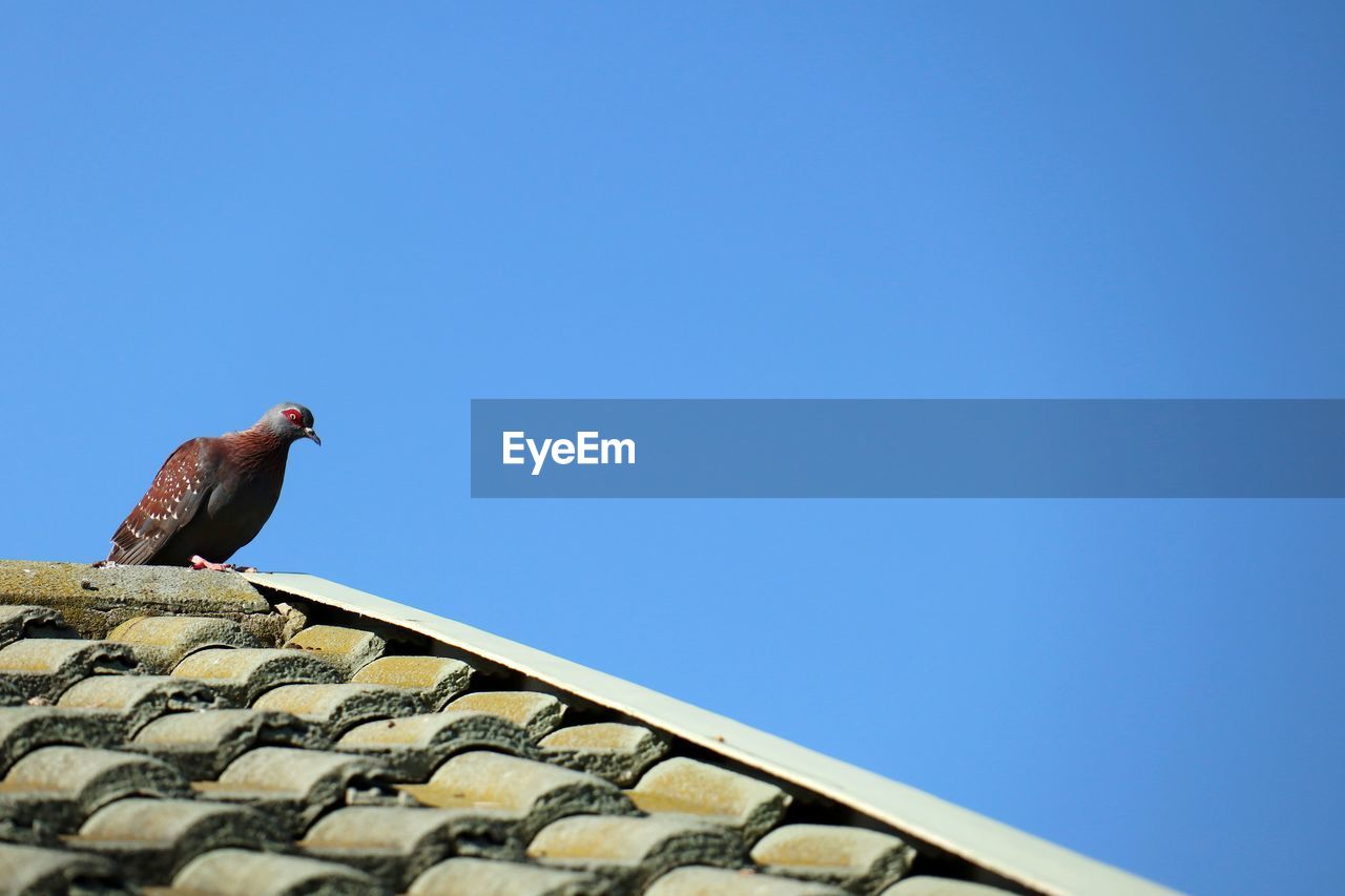 LOW ANGLE VIEW OF BIRD ON ROOF AGAINST CLEAR SKY