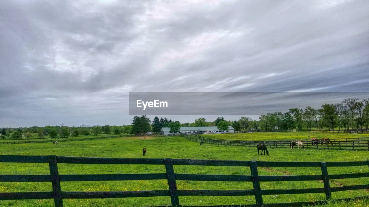 SCENIC VIEW OF FARM FIELD AGAINST SKY