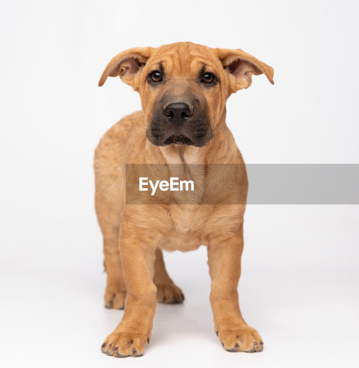 Portrait of dog standing against white background