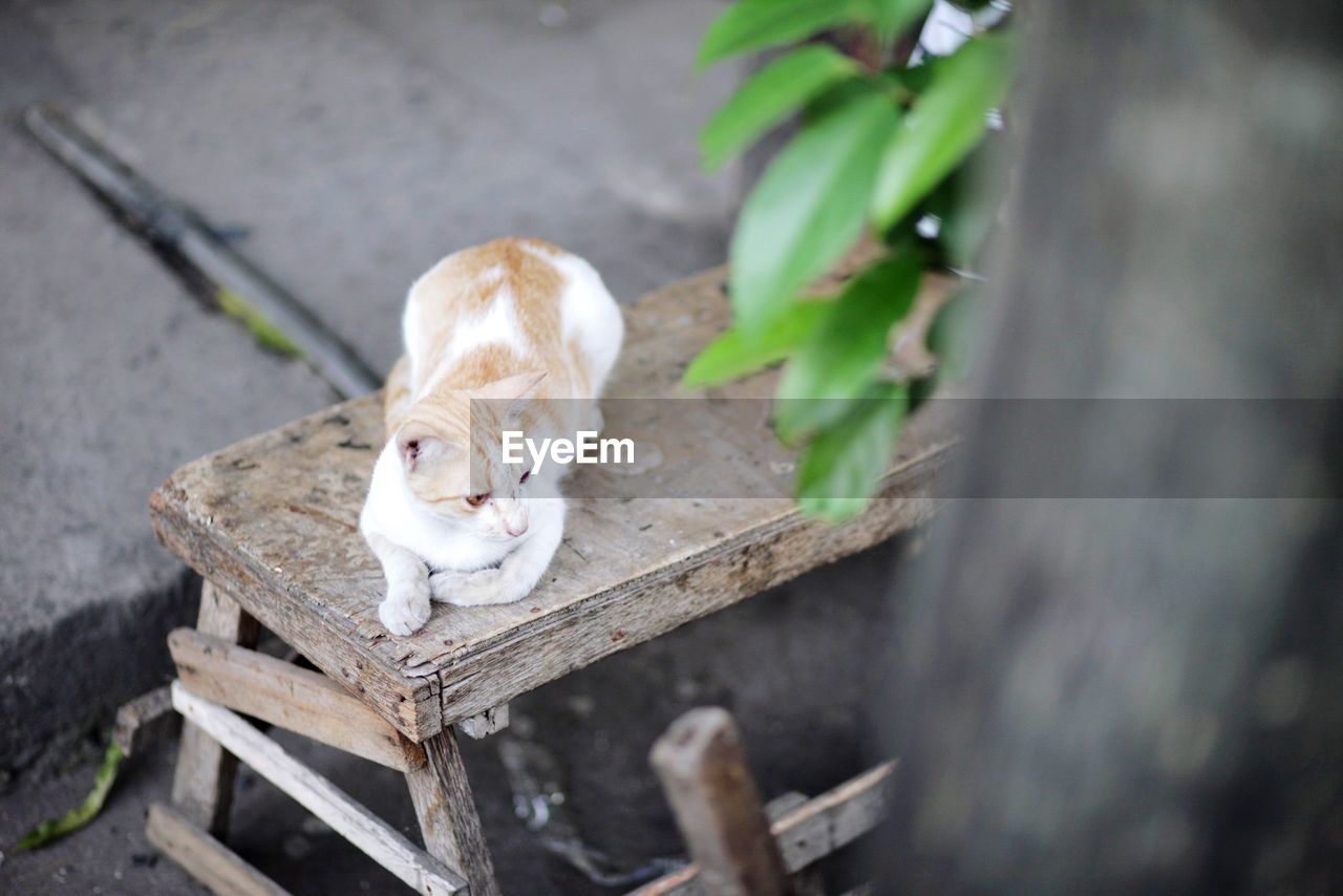 Cat on a bench