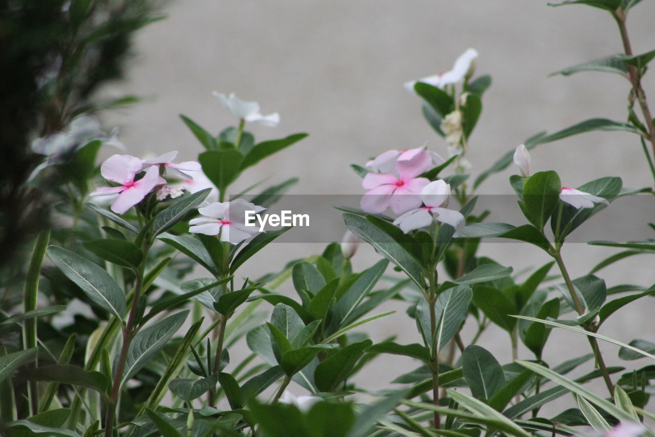 CLOSE-UP OF PINK FLOWER PLANT