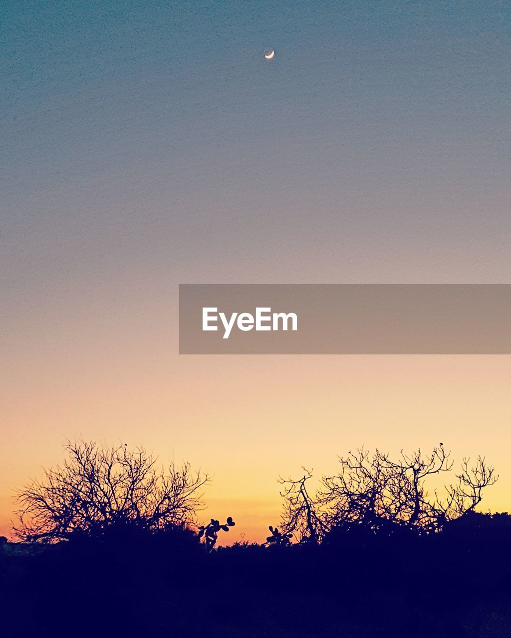 LOW ANGLE VIEW OF SILHOUETTE TREE AGAINST SKY AT DUSK