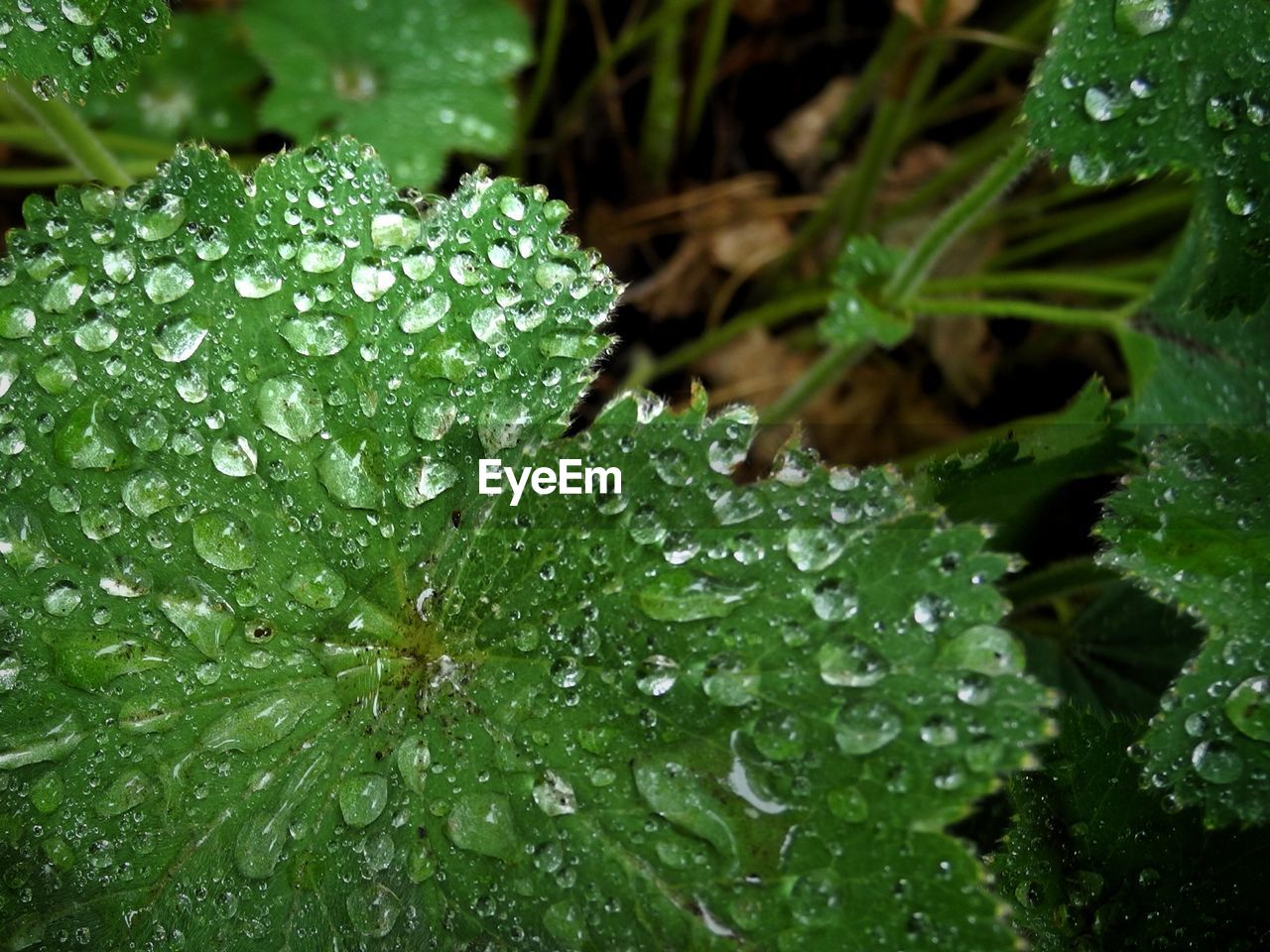 Close-up of wet plant during monsoon
