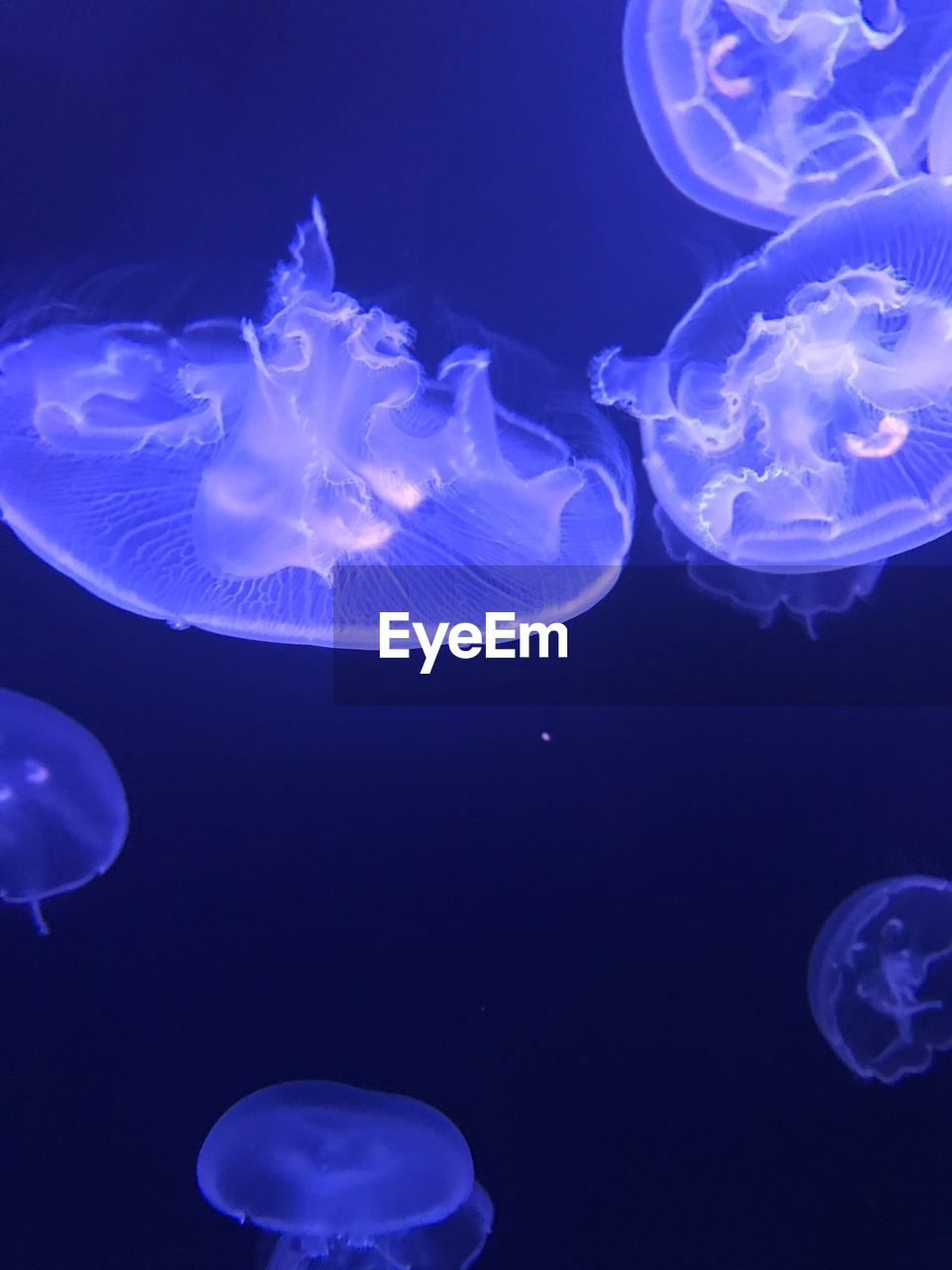 CLOSE-UP OF JELLYFISH AGAINST BLUE WATER