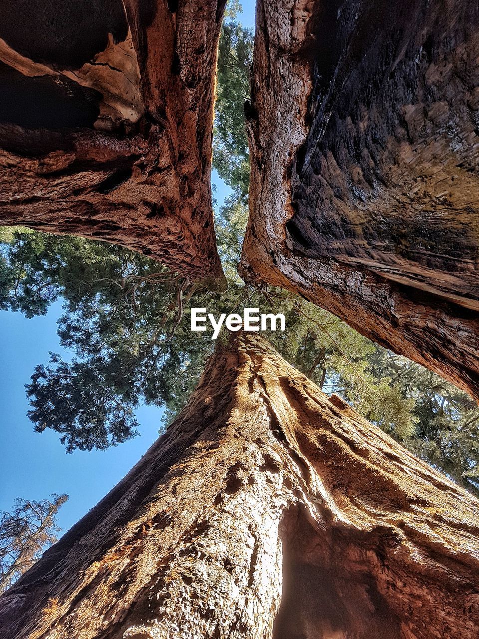 LOW ANGLE VIEW OF TREE TRUNK AGAINST SKY