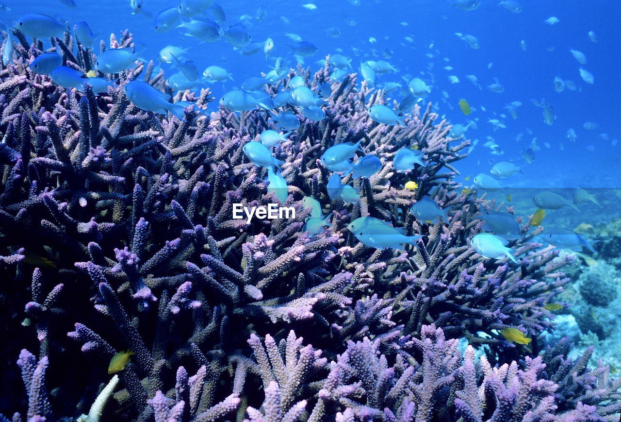 A large group of blue small fishes over purple coral