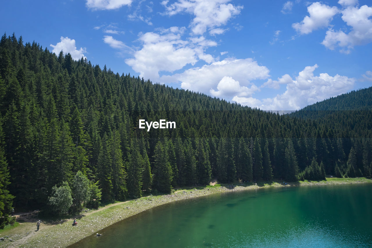 tree, forest, plant, pine tree, scenics - nature, coniferous tree, pine woodland, pinaceae, beauty in nature, water, land, sky, nature, lake, mountain, wilderness, environment, cloud, woodland, tranquility, tranquil scene, mountain range, landscape, green, non-urban scene, body of water, no people, reservoir, travel destinations, blue, day, travel, idyllic, reflection, summer, outdoors, evergreen tree, growth, meadow, tourism