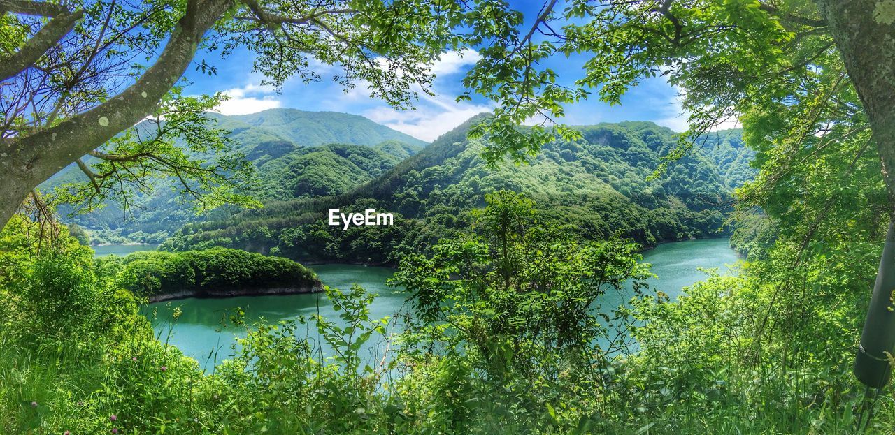 SCENIC VIEW OF LAKE AND TREES IN FOREST