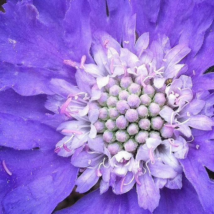 CLOSE-UP OF PURPLE FLOWERS BLOOMING