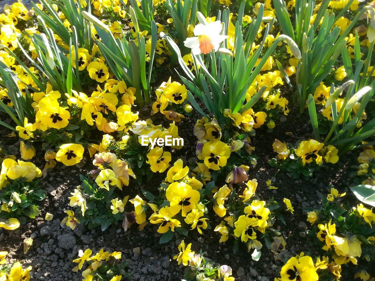 CLOSE-UP OF YELLOW FLOWERS BLOOMING IN SUNLIGHT