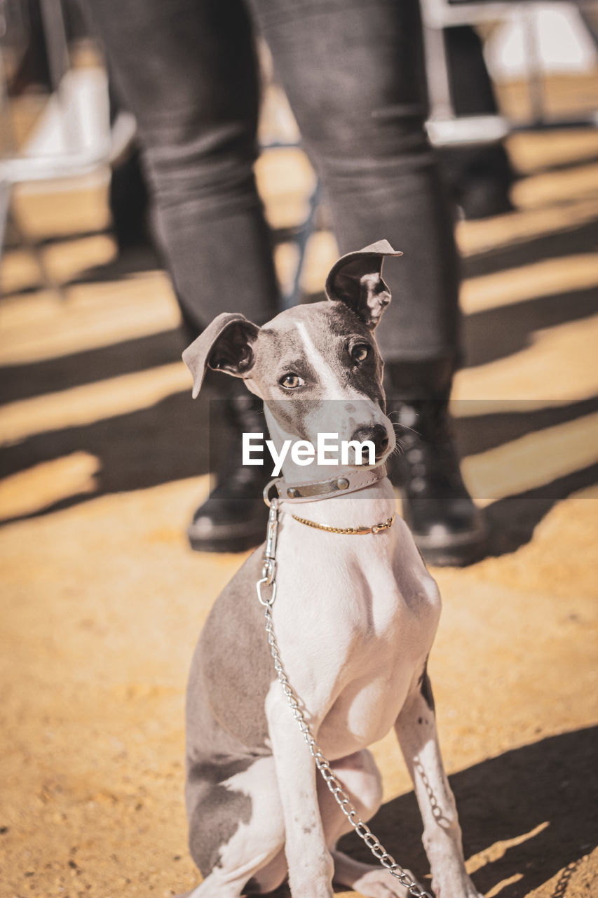 mammal, domestic animals, animal themes, animal, dog, pet, one animal, canine, sunlight, white, carnivore, day, italian greyhound, focus on foreground, leash, spring, shadow, pet leash, outdoors, no people, black, nature, portrait, sitting