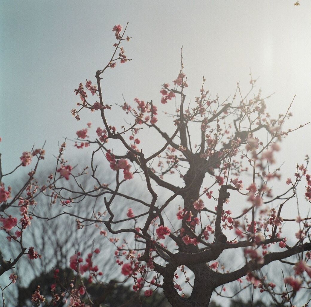 Low angle view of pink flower tree against sky