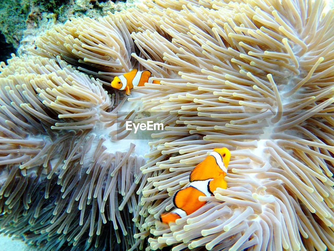 CLOSE-UP OF FISH UNDERWATER