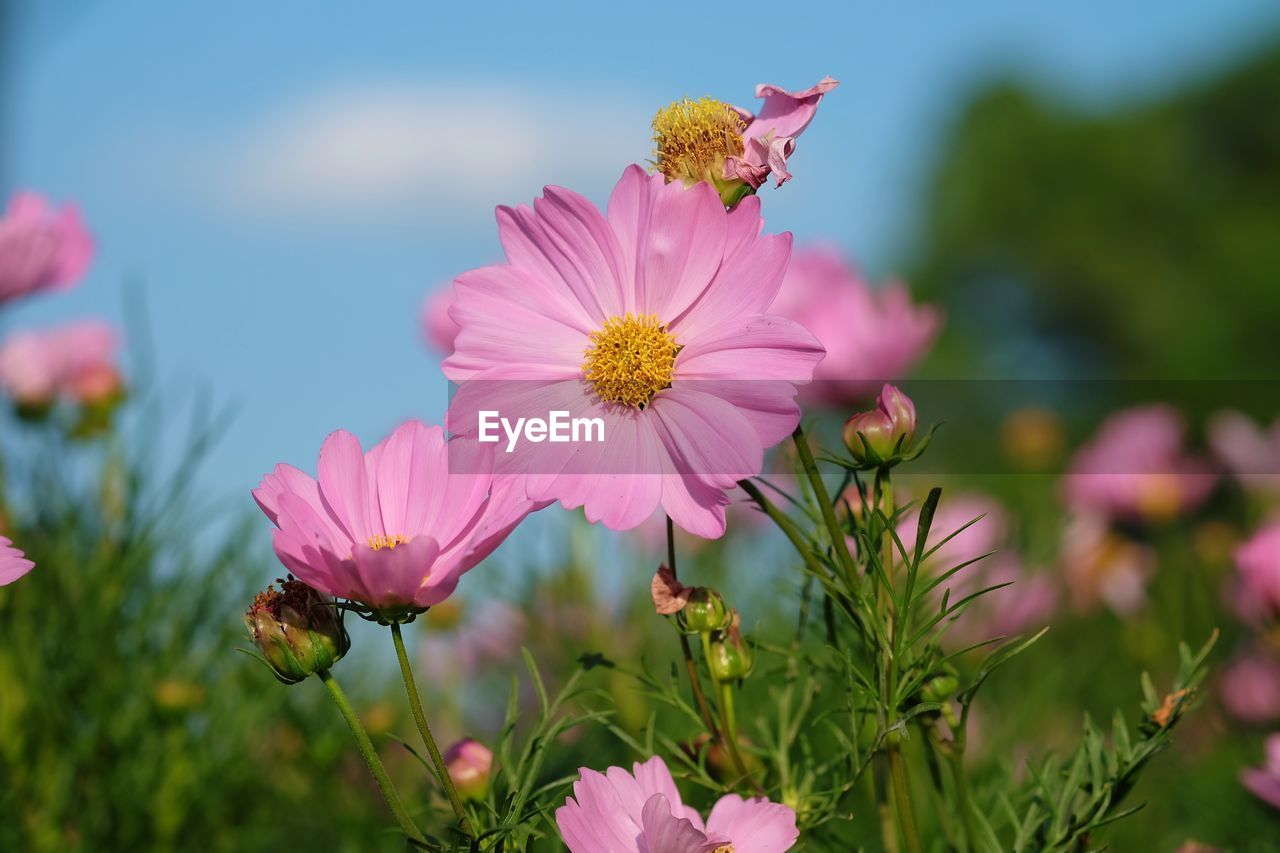 Close-up of flowers against sky