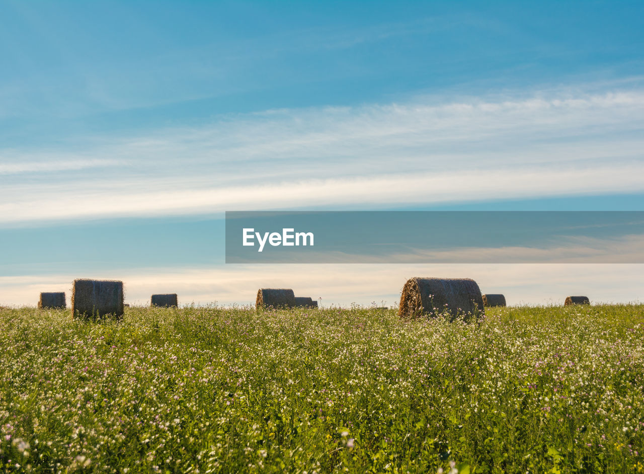 horizon, field, sky, landscape, agriculture, grass, plant, land, grassland, nature, plain, prairie, environment, hill, rural scene, cloud, rural area, meadow, morning, scenics - nature, natural environment, growth, architecture, no people, flower, built structure, sunlight, crop, beauty in nature, farm, tranquil scene, pasture, outdoors, tranquility, day, blue, building exterior, green, building, urban skyline