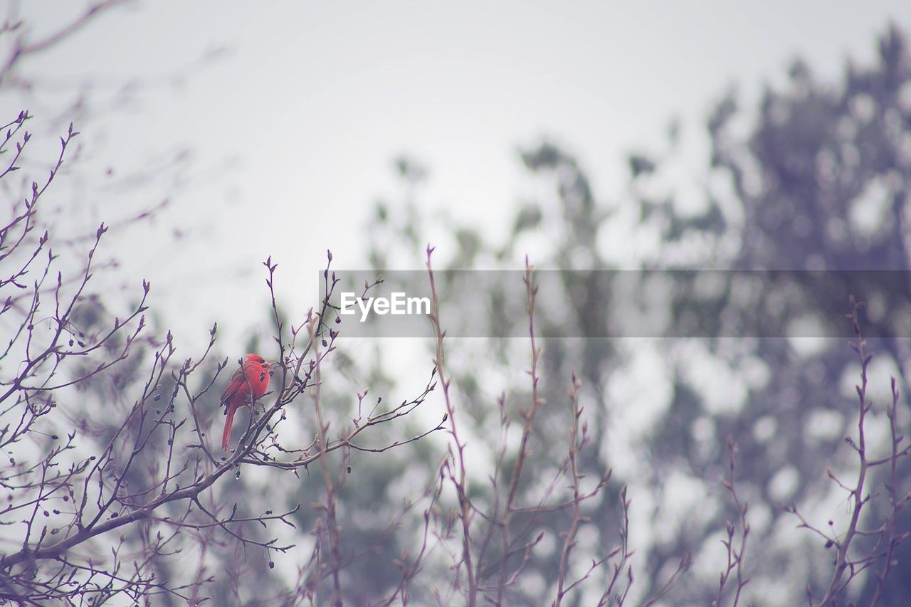 Low angle view of northern cardinal perching on plant