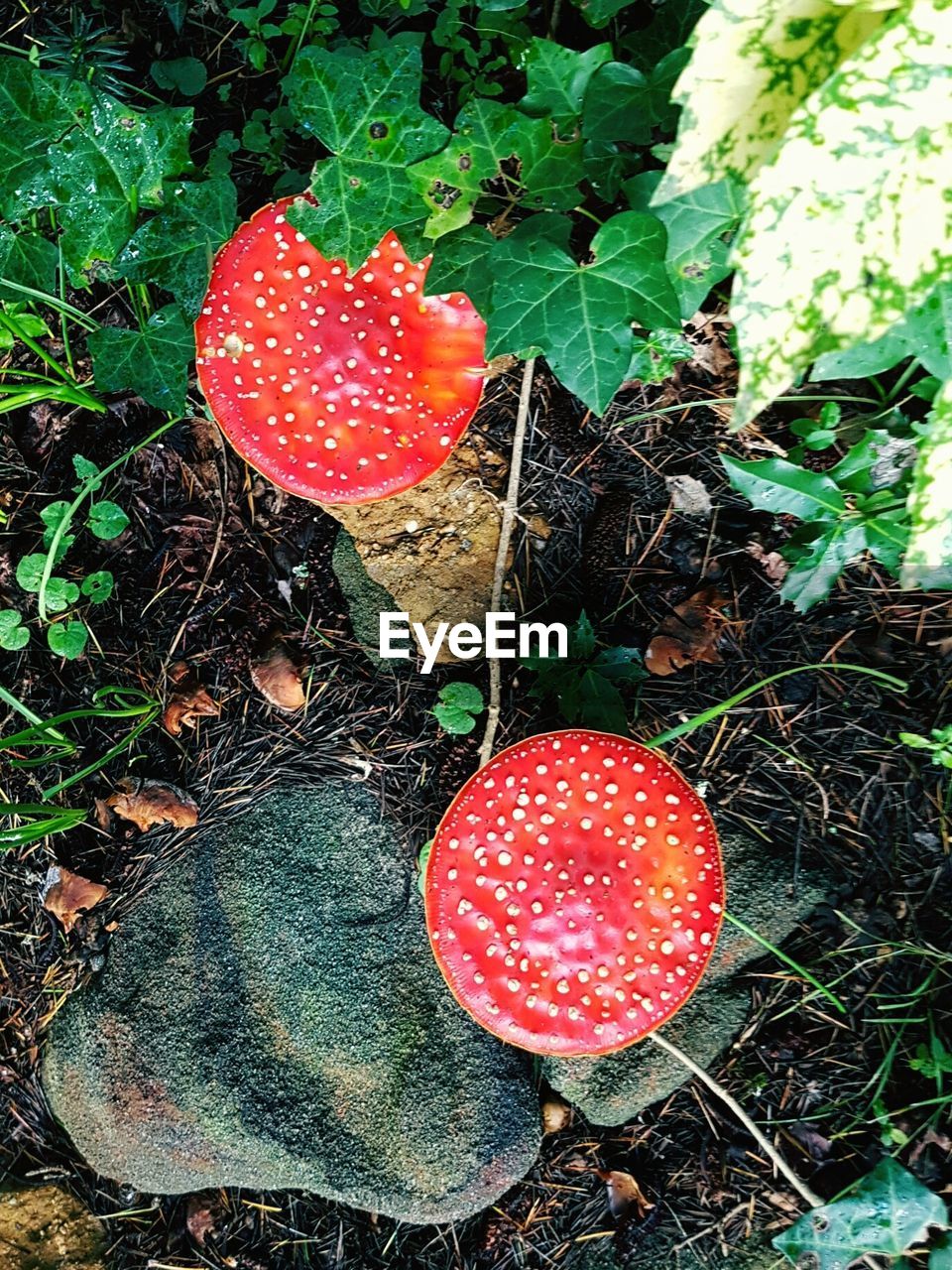 CLOSE-UP OF FLY AGARIC MUSHROOMS