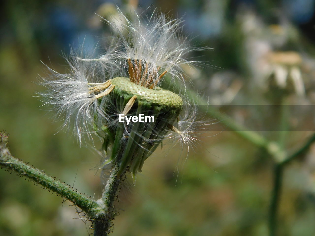 CLOSE-UP OF DANDELION PLANT