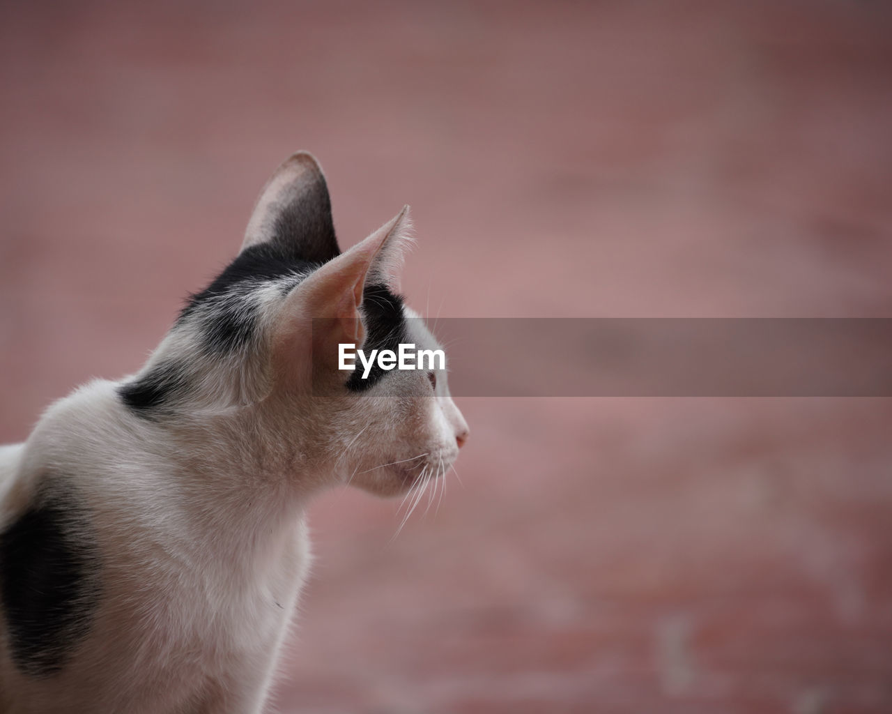 CLOSE-UP OF CAT AGAINST BLURRED BACKGROUND