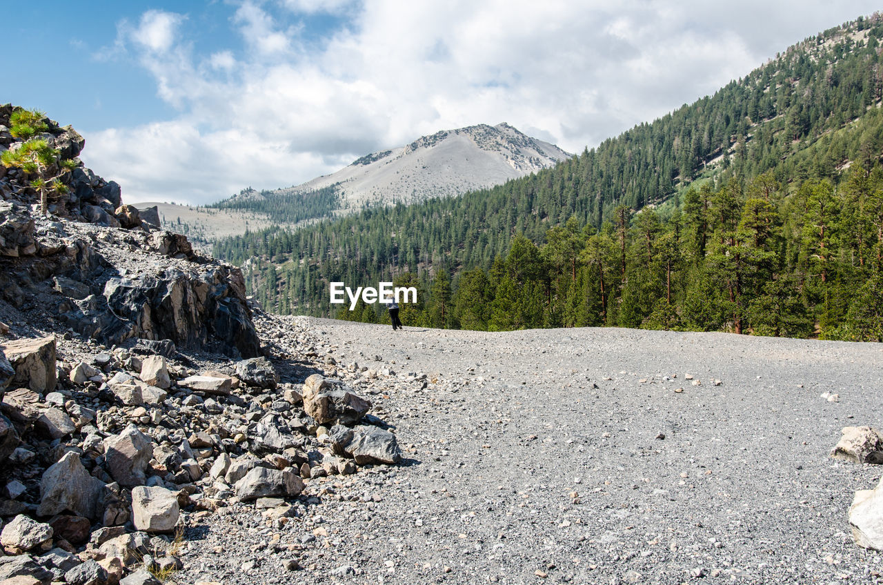 PLANTS GROWING ON LAND AGAINST MOUNTAINS