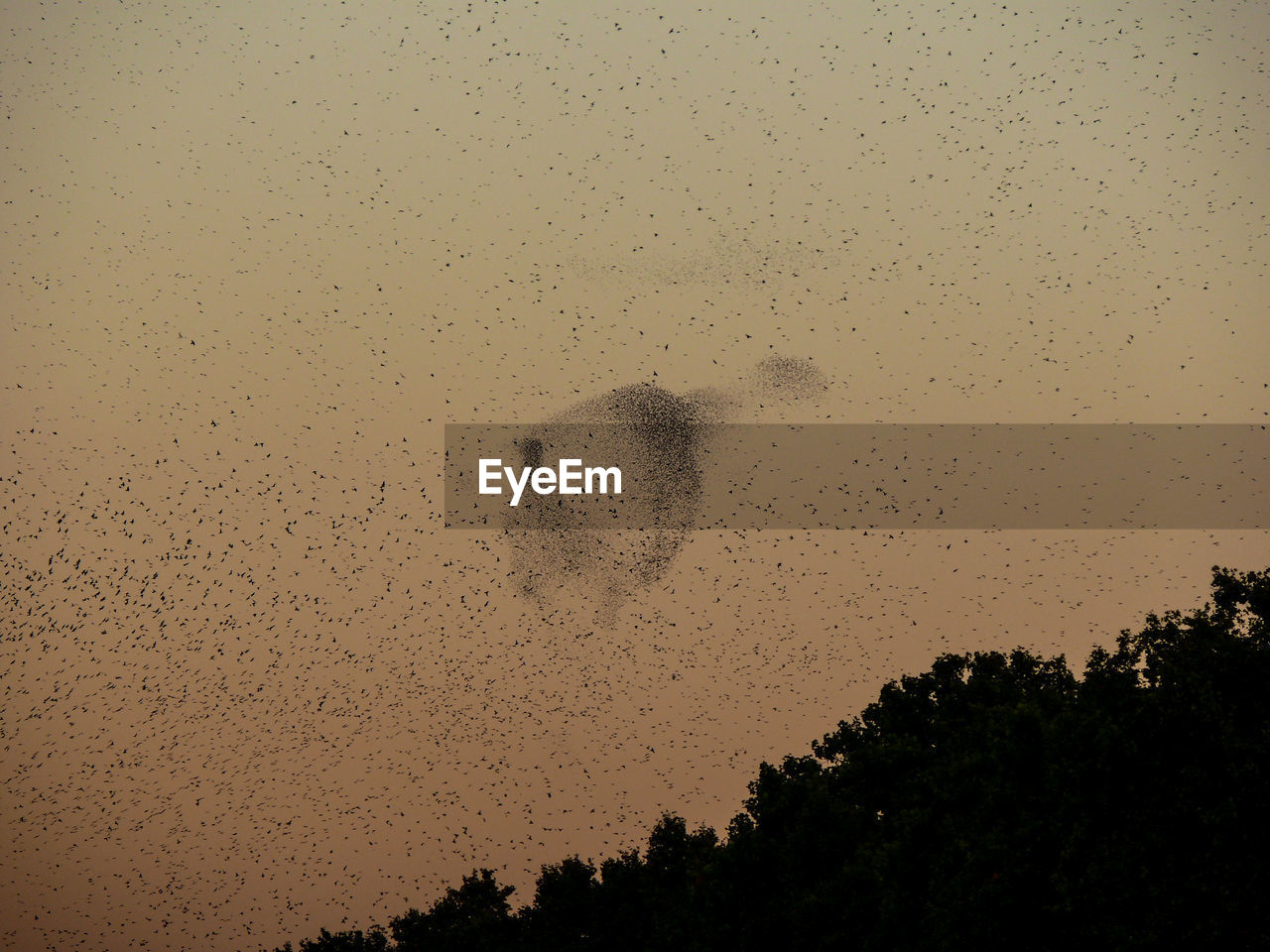 LOW ANGLE VIEW OF BIRDS FLYING IN SKY