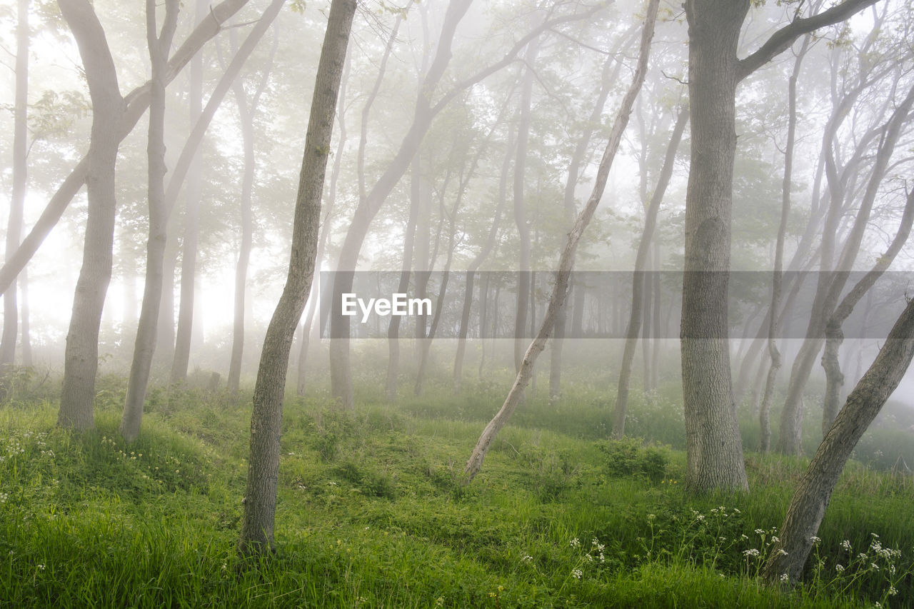Trees in foggy forest