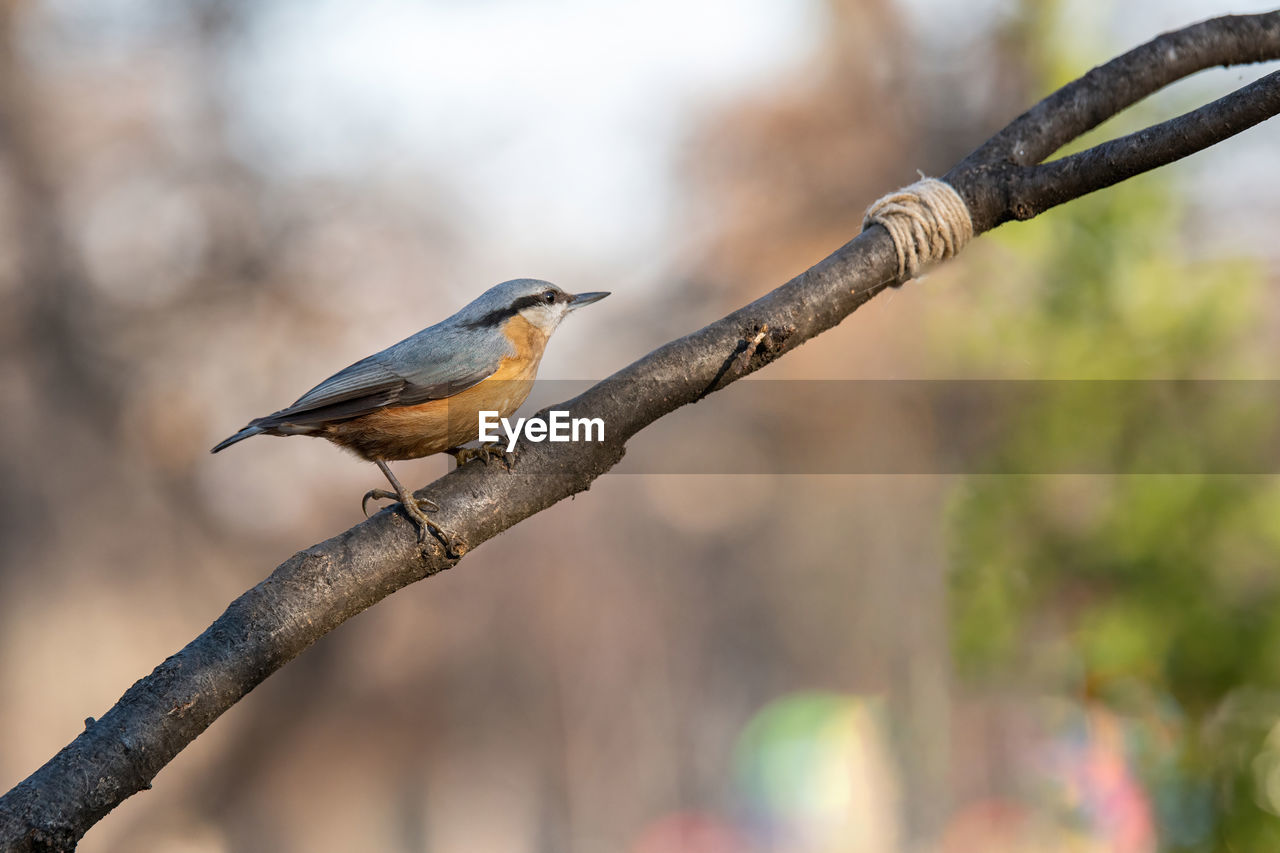 Close-up of bird perching on tree