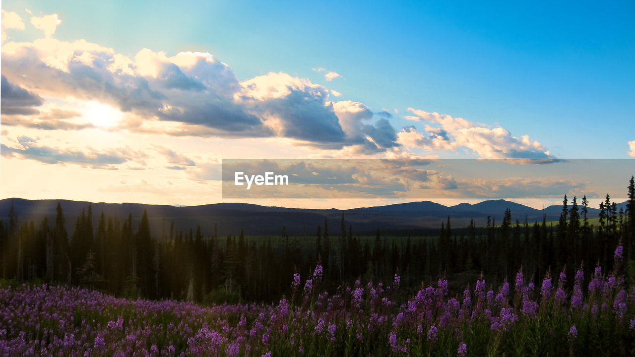 Scenic view of grassy field against sky during sunset