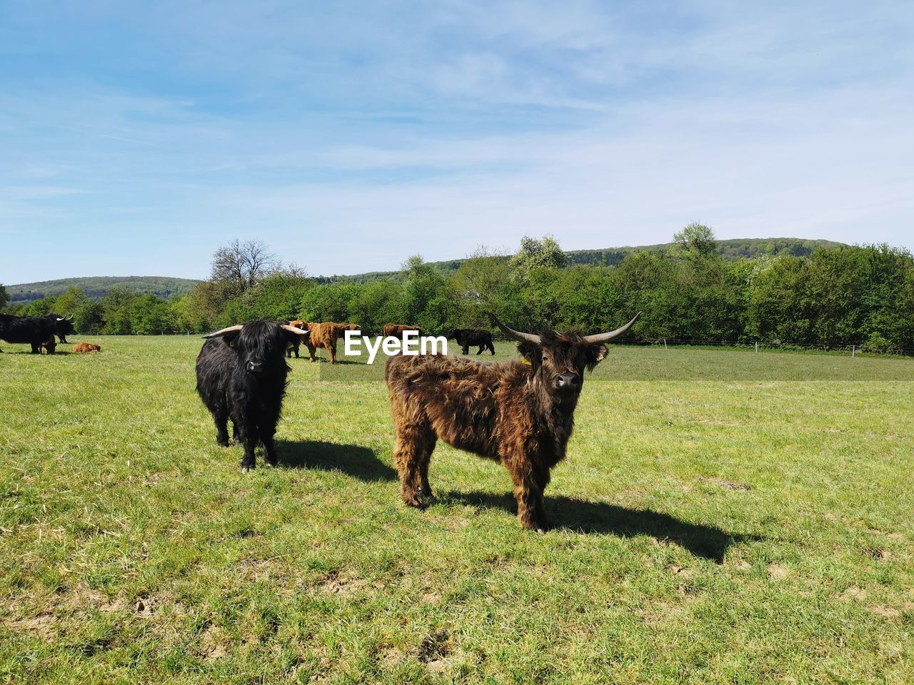 Longhorns standing in a field