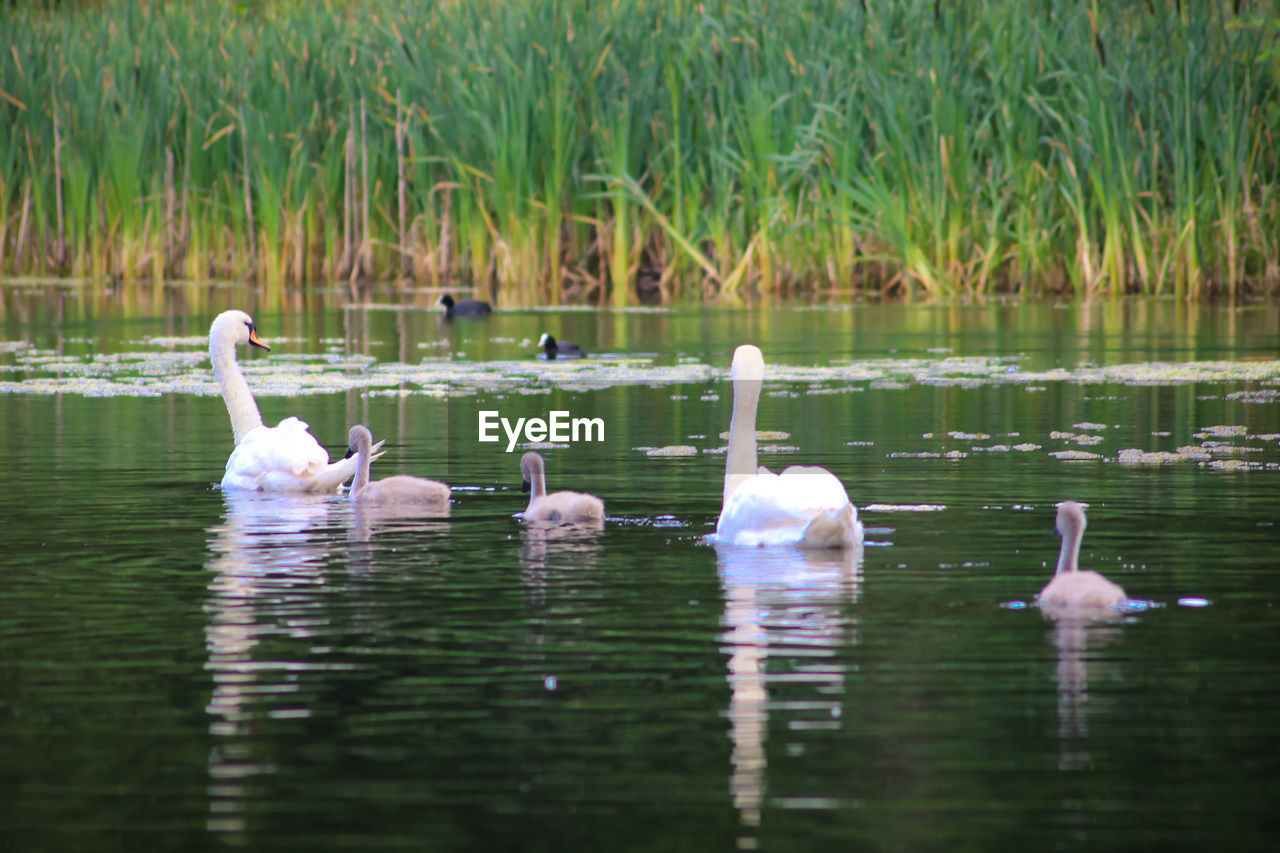 Swans swimming with cygnets in lake