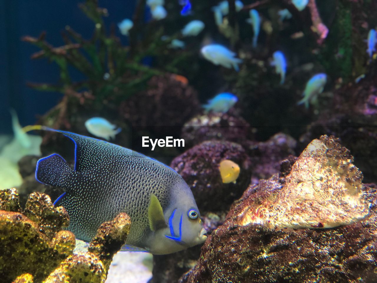 FISH SWIMMING UNDERWATER