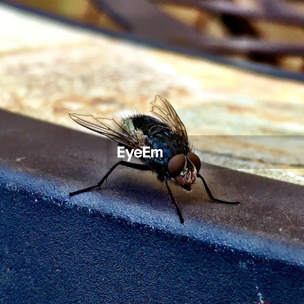 Close-up of housefly on railing