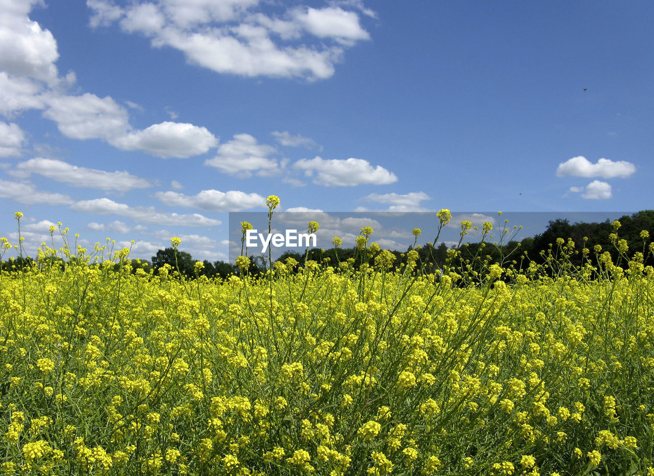 SCENIC VIEW OF OILSEED RAPE FIELD