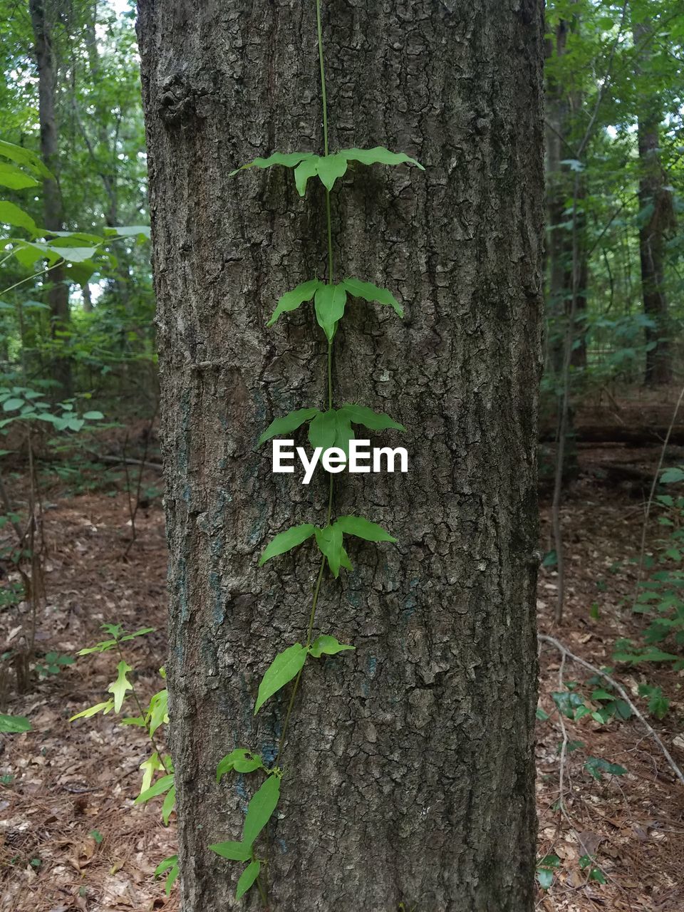 MOSS GROWING ON TREE TRUNK