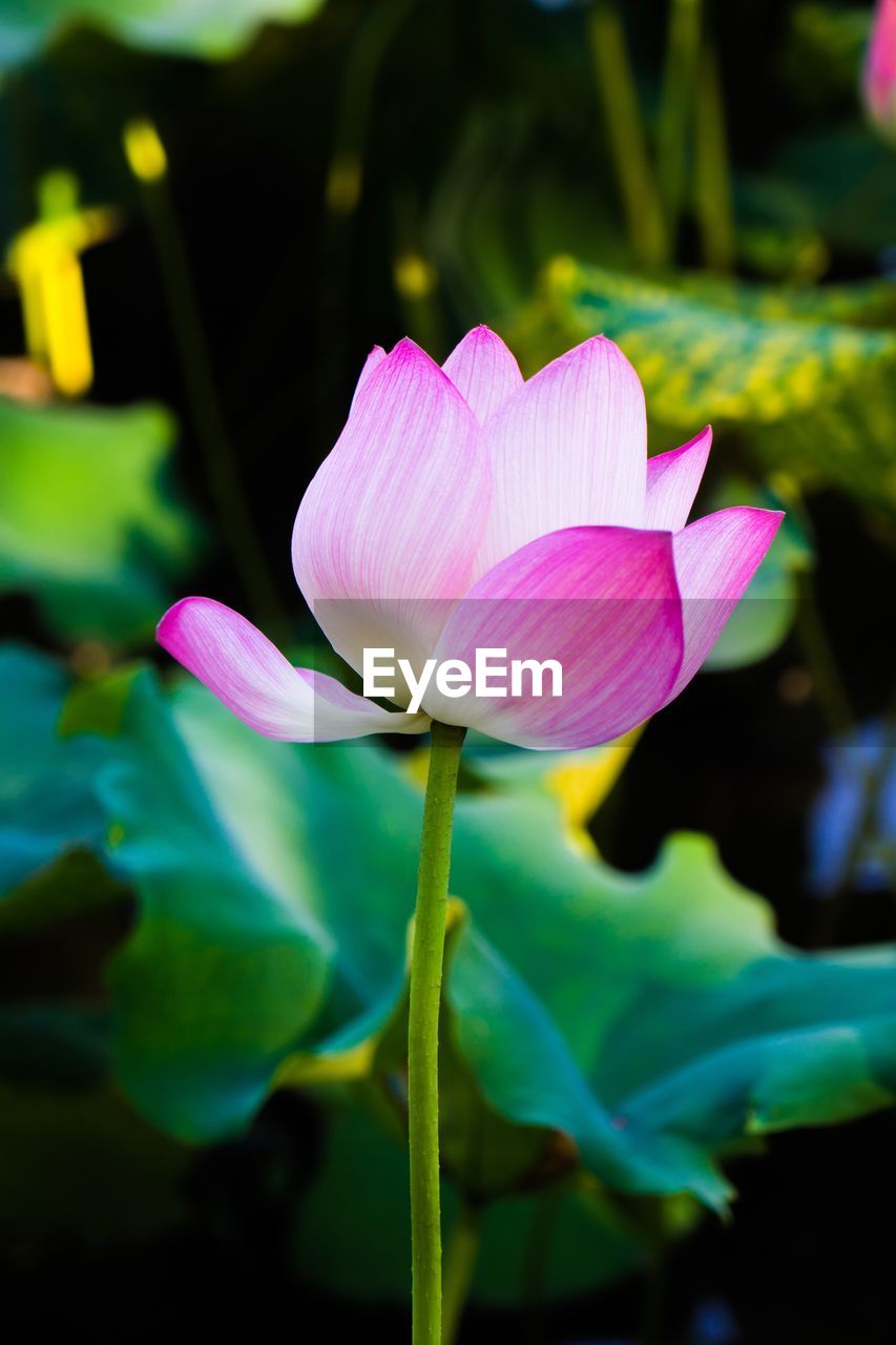 Close-up of lotus water lily
