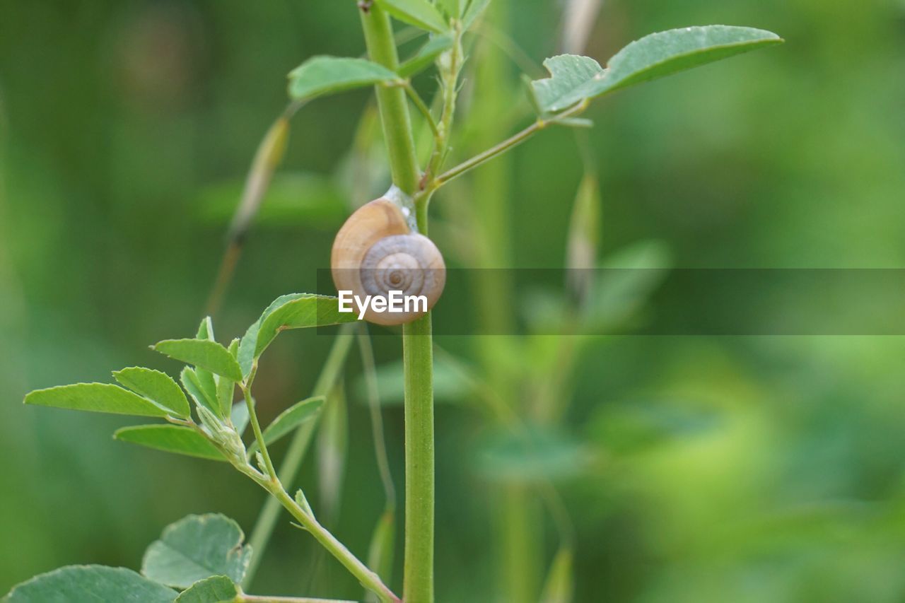 Close-up of snail on plant