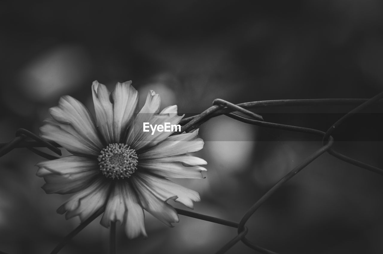 black and white, flower, flowering plant, plant, freshness, monochrome photography, beauty in nature, monochrome, fragility, close-up, flower head, petal, inflorescence, nature, growth, macro photography, focus on foreground, black, no people, plant stem, pollen, white, outdoors, selective focus, still life photography, botany, daisy