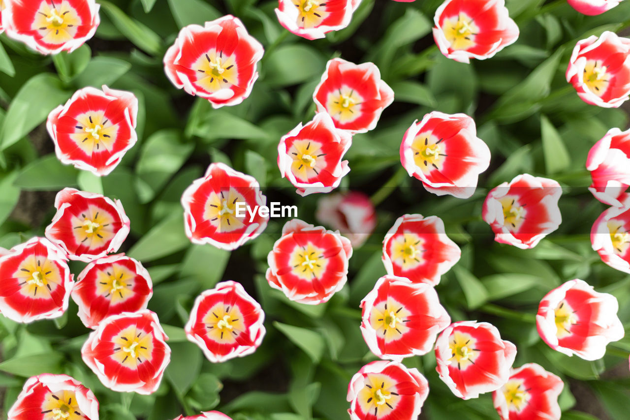 Close-up of red flowers