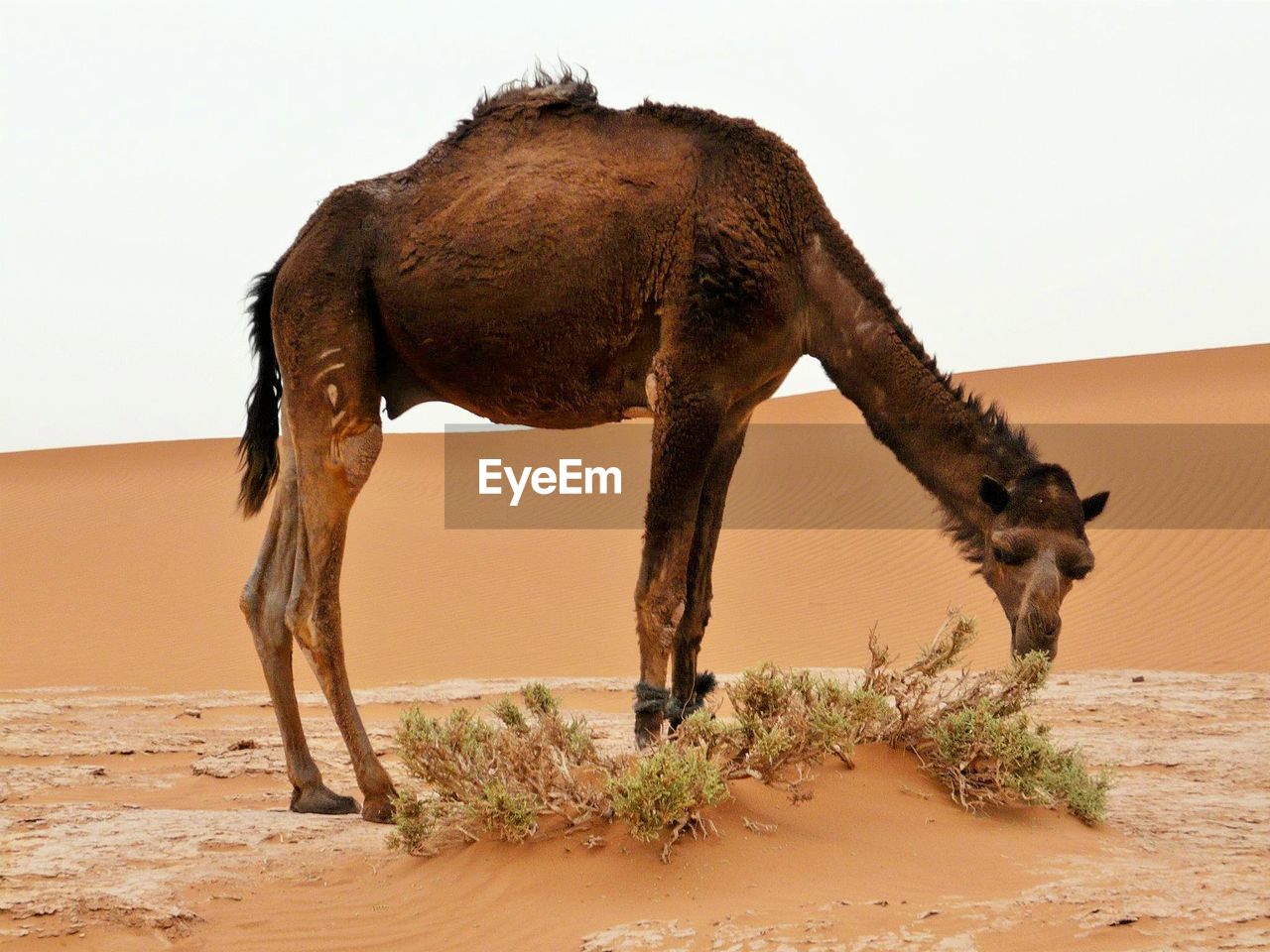 Feeding dromedary camel