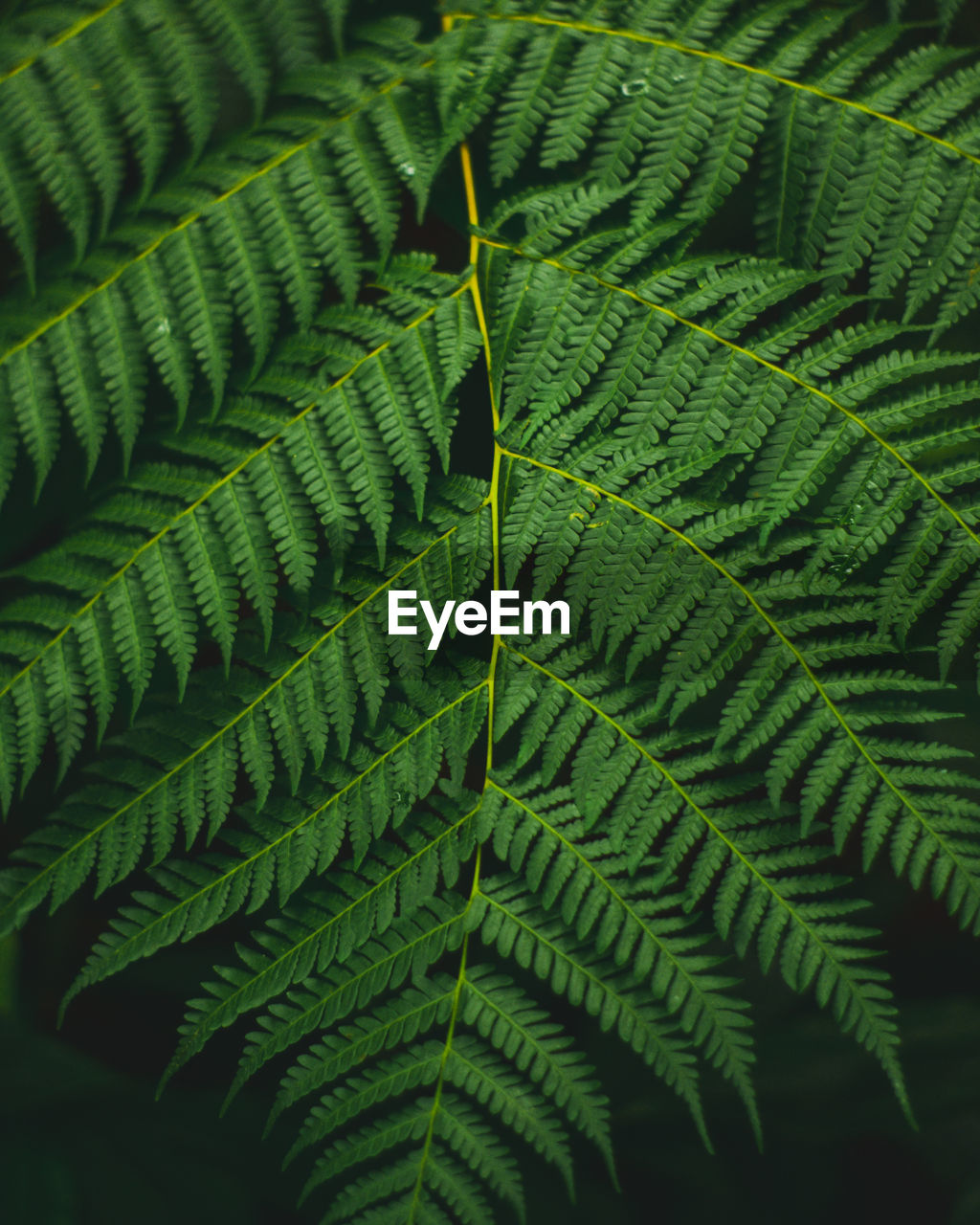 Close-up of fern leaves