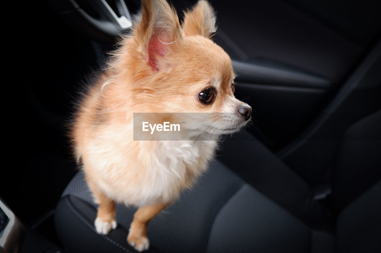 Dog looking away in car