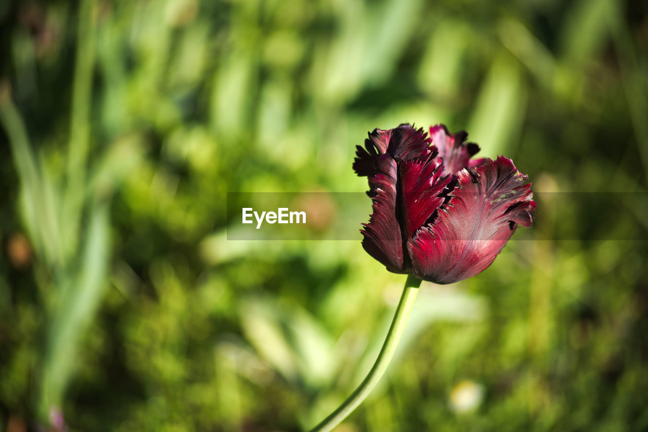 CLOSE-UP OF RED ROSE