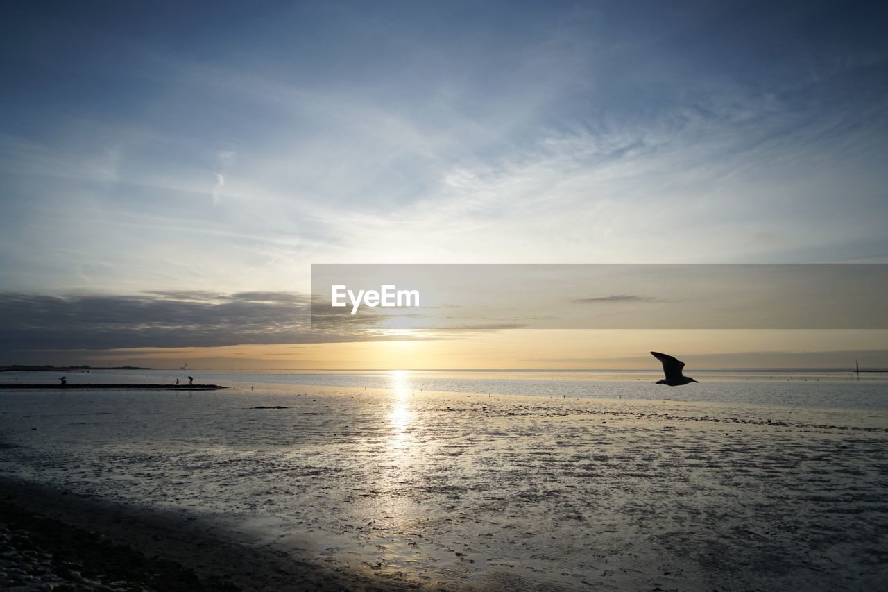 Beautiful sunset with bird 