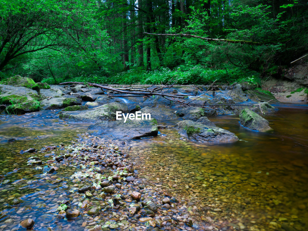 SCENIC VIEW OF STREAM FLOWING THROUGH FOREST