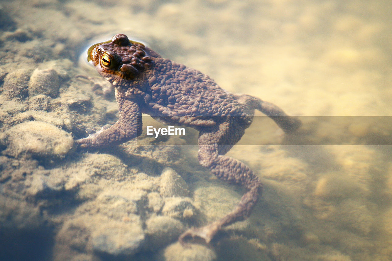 High angle view of frog  in pond