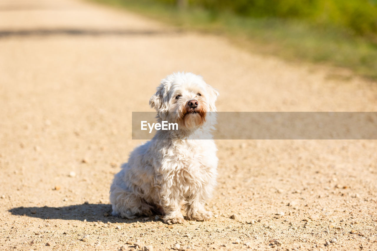 PORTRAIT OF A DOG